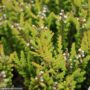 Heather (Calluna vulgaris) – Firefly – #1 Container